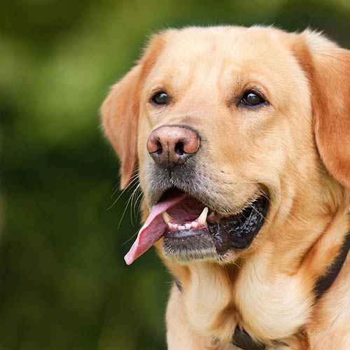  un chiot soin pharmacie Rivoli