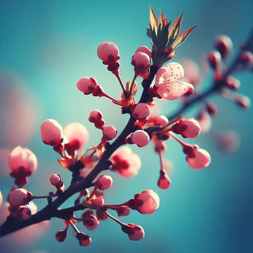 Gemmothérapie herboristerie La Roche-sur-Yon